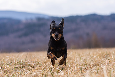 纯种犬