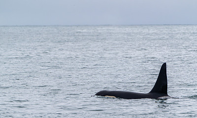 雄性逆戟鲸“虎鲸”在美丽和戏剧性的景色基奈峡湾国家公园，阿拉斯加，美国
