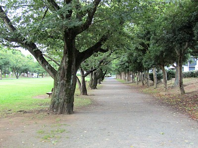 日本。在公园的清晨。