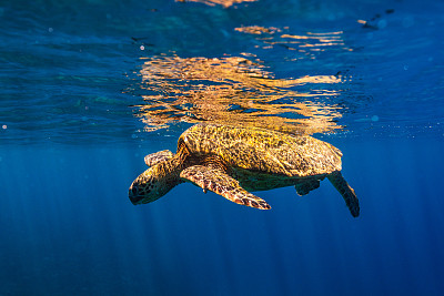 从水下观看的绿海龟在海洋表面游泳的特写