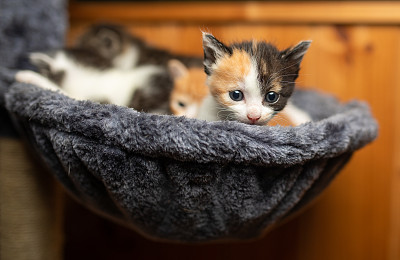 小猫