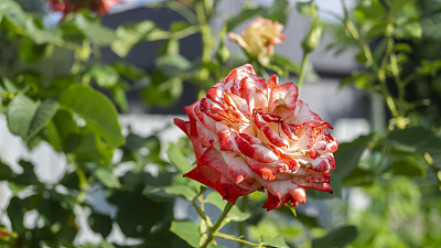 红玫瑰和白玫瑰。红玫瑰。白玫瑰。花园里的一朵玫瑰