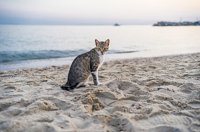 沙滩上的猫