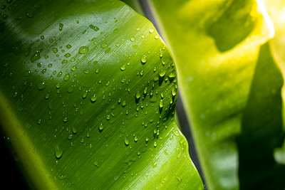 叶子上的雨滴，叶子上的水滴，绿叶背景上的水滴纹理，水滴纹理背景。
