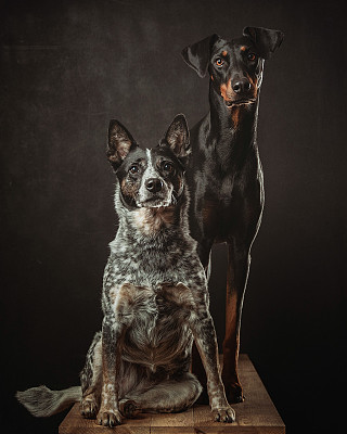澳大利亚斗牛犬