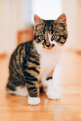 小猫