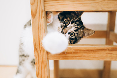 小猫