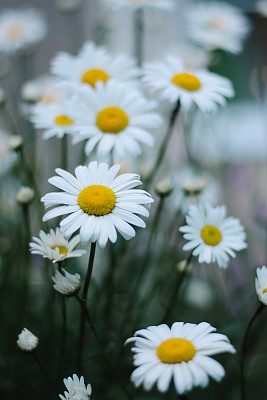 雏菊