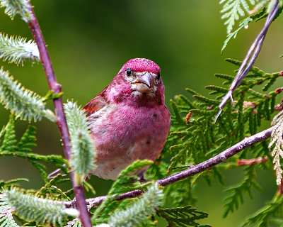 紫雀图片。雄性近距离的正面视图栖息在雪松树枝与它的环境和显示红色羽毛羽毛。芬奇的画面。