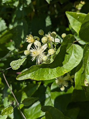 白色花铁线莲