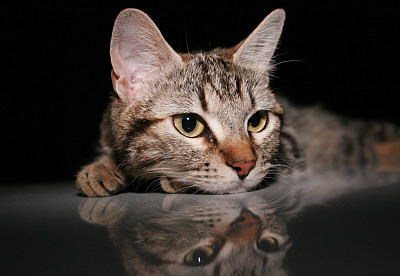 斑纹猫