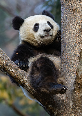 大熊猫;Ailuropoda melanoleuca;中国家庭熊科。爬树。