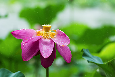 雨中的荷花