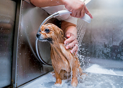 纯种犬
