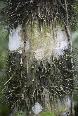 厄瓜多尔热带雨林中的一棵带刺棕榈树的树干