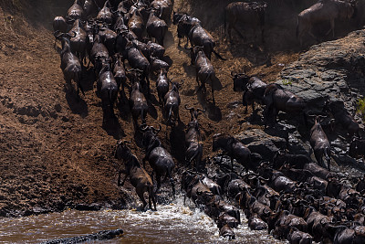 鳄鱼袭击。野生动物大迁徙中穿越马拉河的角马羚羊。