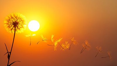 蒲公英的种子在夕阳的背景下飞舞。自然植物学