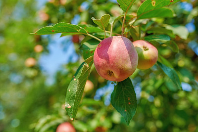 一个红色的天堂苹果在自然环境中挂在树枝上，阳光明媚的日子，健康的吃。一天一个苹果，医生远离我。