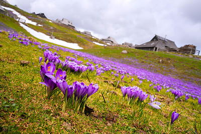 Velika planina，欧洲斯洛文尼亚的大牧场高原，有很多小屋，一些雪，藏红花和多云的天空。