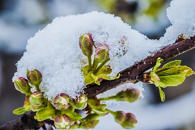 冬天的花，樱花花蕾下的雪与白色的背景。早春雪地里的白花。
