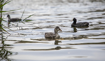 Fulica Atra鸭子在湖里游泳