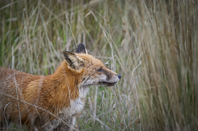 红狐(Vulpes Vulpes)