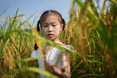 孩子们正在观察水稻的生长