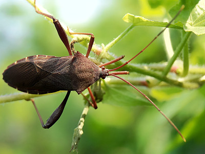 棘头纲terminalis