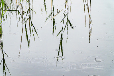 雨中的芦苇