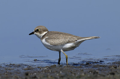 年轻的小环鸻(Charadrius dubius)