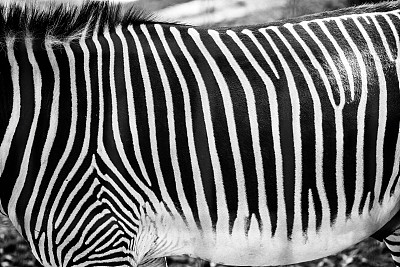 Zebrabont