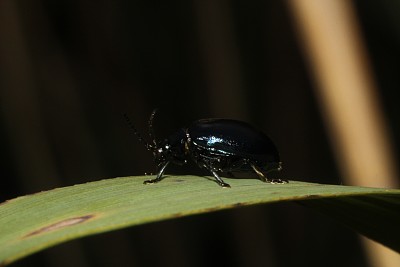 金银花-草叶上的蓝薄荷甲虫