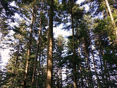 喀尔巴阡山脉针叶林的上层。山林中的高大树木。