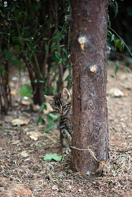 小流浪猫在街上玩。