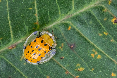 斑龟甲虫，(Aspidimorpha miliaris)，龟壳，金龟科。