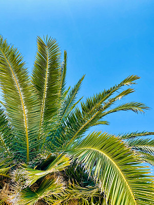 蓝天背景上的椰子树。蓝天背景上的绿棕榈叶。
