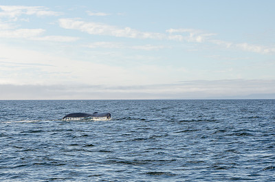 潜鲸的尾巴
