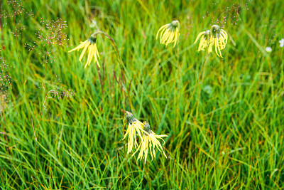 Cremanthodium Benth(垂头菊) growing in plain