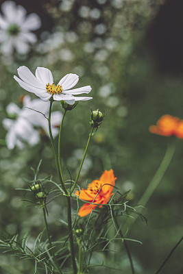 夏季/秋季花