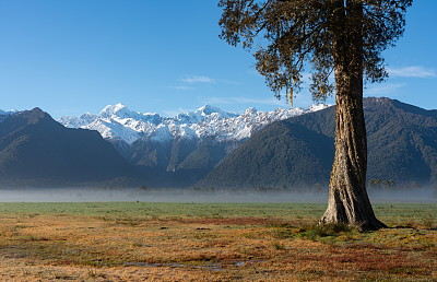 Kahikatea树和南阿尔卑斯山