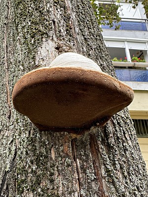 树干上的大蘑菇