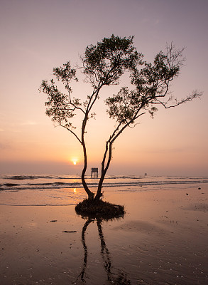 黎明时孤独的栎树，天江省Tan Thanh海滩