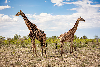在纳米比亚的埃托沙国家公园里，长颈鹿妈妈和长颈鹿宝宝在一起