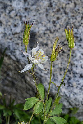 Aquilegia pubescens是一种高海拔的耧斗菜，俗称塞拉耧斗菜、高山耧斗菜和科维尔耧斗菜。它的花很大，通常是乳白色的。约翰缪尔荒野地区的南主教湖。