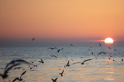 海鸥在美丽的晚霞中飞翔。