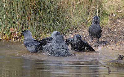 寒鸦(学名:Corvus monedula)在浅水中洗澡