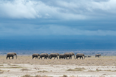 非洲象群穿过肯尼亚安博塞利国家公园的干旱地带