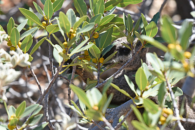 黑腹岩小袋鼠(Petrogale lateral)特写
