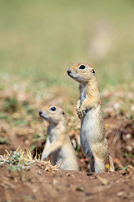 Anatolian sousliko - ground Squirrel (spermoophilus xanthoprymnus)向巢外张望。