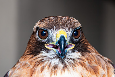 红尾鹰或鸡鹰(Buteo jamaicensis)是一种猛禽，在北美大部分地区繁殖。胡椒木自然保护区;圣罗莎;加州索诺玛县。西方红尾鹰，牙买加红尾鹰。Pepperwood